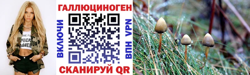 закладки Туапсе Галлюциногенные грибы GOLDEN TEACHER
